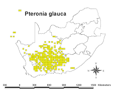 Image result for Pteronia glauca