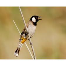 The White Cheeked Bulbul Who Sings Beautifully With 7 Different Notes Is Bahrain S National Bird Goodmorning Friend Kinds Of Birds Bulbul Little Birds