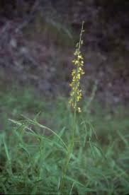 Image result for Crotalaria trichotoma