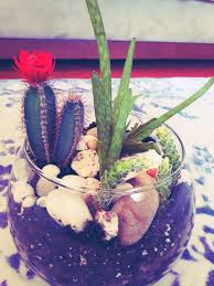 Kaktus Evde Teraryum Yapimi Aloe Vera Cam Fanus El Emegi Gon Nuru Teraryum Yapimi Terrariums Teraryum Oturma Odasi Dekorasyonu Kaktus
