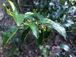 Image result for Rhamnus prinoides