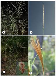 Image result for Enteropogon monostachyos