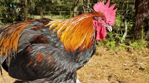 They are shades of rich dark brown, copper and chocolate. French Black Copper Marans The Pasture Farms