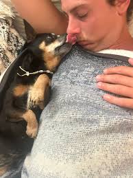 💕 meet grace! 💕 grace is listed as a six year old german shepherd and pit  bull mix. here's a bit about her: she is shut down in her kennel and  terrified