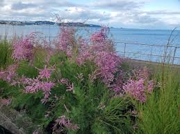 Image result for tamarix ramosissima pink cascade