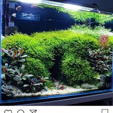 Aquascape Pro Maker On Instagram Minat Dm Atau Wa 085710226660 Aquascape Planting Plant Green Tank Setting Hardscape Decoration Dekor Fische Sets