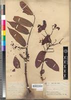 Image result for Combretum falcatum