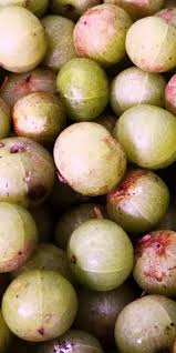 Image result for Canarium