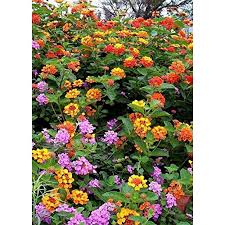 Maybe you would like to learn more about one of these? Lantana Camara Flowers Two 2 Live Plants Not Seeds Natural Mosquito Repellant Garden Attract Hummingbirds Butterflies Each 3 To 7 Tall In 4 Inch Pots Premium Plants Walmart Com Walmart Com