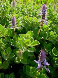 Image result for Coleus neochilus