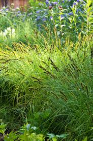 Image result for Carex angolensis
