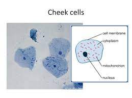 This cell do not have plastids, vacuoles or cell wall. Quick Quiz Write Down The Letter S Which Answer The Questions Asked Ppt Download