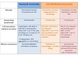 curious cell mediated immunity ppt flow chart immune