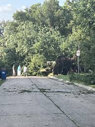 Large tree completely uprooted. : r/Lawrence
