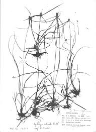 Image result for Kyllinga odorata