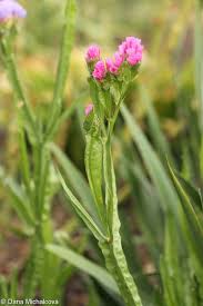 Image result for Limonium sinuatum