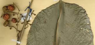 Image result for Sarcophrynium prionogonium