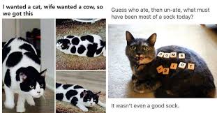 Funny caturday cat meme dump animal memes, cat day, cat memes. 20 Hilarious Cat Memes To Make Your Day Pawsome