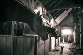 Bar owner charged in death of protester kills himself. Horse Barn Cam Be A Barn Spy Horse Illustrated