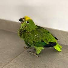 We did not find results for: Parrots For Sale Near Me Parrotsbreeder Twitter