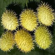 Image result for Cucumis meeusei