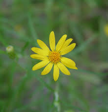 Image result for Plicosepalus sagittifolius