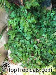 Image result for Cissus rubiginosa
