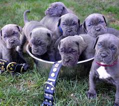 Neapolitan Mastiff Petoloji Kopek Kedi Papagan Ve Diger Canli Turleri