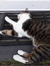 Ich finde den katzen und welpen regen der hat mir am besten gefallen. Onsinai Onsinai Twitter
