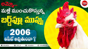 Bird flu latest breaking news, pictures, photos and video news. Bird Flu Virus Telugu Bird Flu Outbreak In India Bird Flu News Telugu Birdflu Alert Vigilmedia Youtube