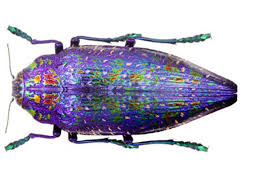 Image result for Gutenbergia polytrichomata