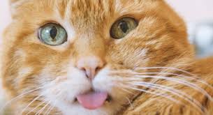 Lucu, persia, imut, tidur, hitam, galau, wallpaper, hd, keren yang wajib kamu koleksi di laptopmu. Kumpulan Berita Cara Menghilangkan Kutu Pada Bulu Kucing Jaga Kebersihan Hewan Peliharaan Ini Cara Basmi Kutu Pada Bulu Kucing
