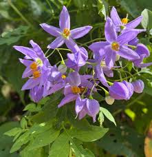 Image result for Solanum seaforthianum