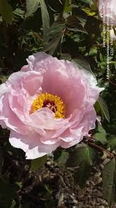 Jan 02, 2015 · identifying different types of grass on your lawn. Plant Identification Hannahrobyn Picture Closed Shrub Id Plant Identification Plants Flowering Shrubs