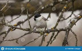Small Tit Bird on the Tree. Europe Stock Image - Image of bird, natural:  174907999