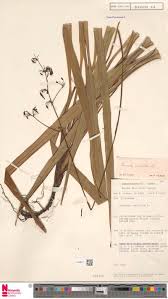 Image result for Lefebvrea grantii