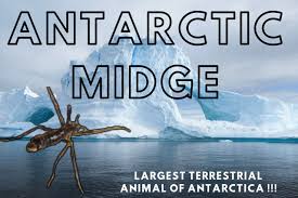 These insects have some seriously amazing adaptations. Antarctic Midge An Amazing Person By Infinite Knowledge Medium