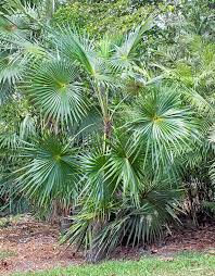Image result for Coccothrinax