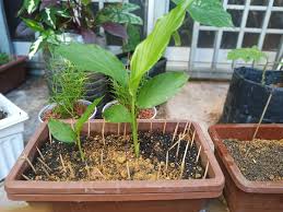 Khasiat daun salam sangatlah bagus untuk kesehatan, daun salam biasanya sering digunakan untuk memasak makanan menjadi lebih enak. Tanam Pokok Kunyit Punyalah Senang Beli Kunyit Hidup Biar Bertunas Tanam Vanilla Kismis Ide Berkebun Kunyit Tanaman