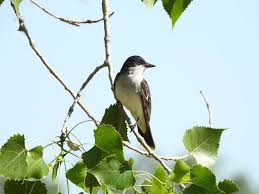 Pin On Bird Photography