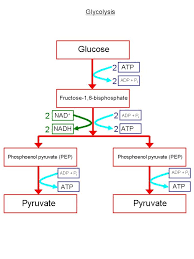 Respiration