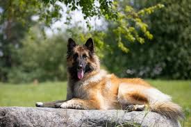 Created in belgium in the late 19th century, the belgian tervuren dog breed is often considered to be the most elegant of the four belgian sheepdogs. How To Breed Tervuren Dog Dogs Care Bounty