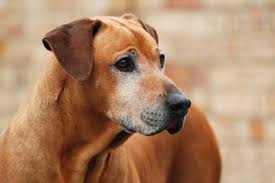 For example, some pets may exhibit lethargic behavior or. Prostate Problems Vet In Palm City Palm City Animal Medical Center