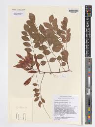 Image result for Dalbergia boehmii