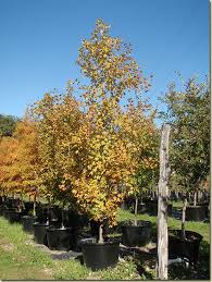 Image result for bigtooth maple