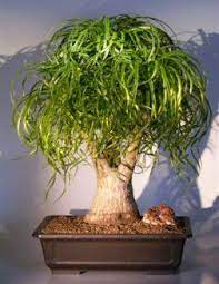 Pony Tail Palm Bonsai Tree Beaucamea Recurvata Bonsai Palm Tree Palm Plant Care Bonsai Tree