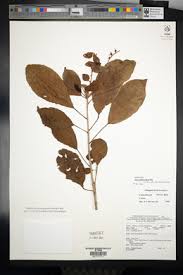 Image result for Ficus pseudomangifera