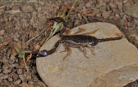 Isometrus maculatus, de petite taille, jaune tacheté de noir, est cosmopolite. Scorpion Noire A Queue Jaune Eric Dragesco