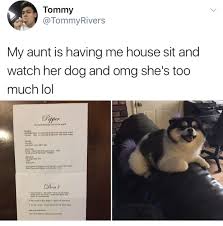 Pepper Is So Cute Dog Sitting Dogs Funny