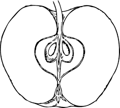Apple In Cross Section 1 Black White Line Art Coloring Book Colouring Svg